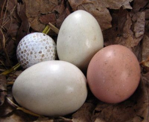 Dynia ozdobna NEST EGG ozdobne duże jajka nasiona