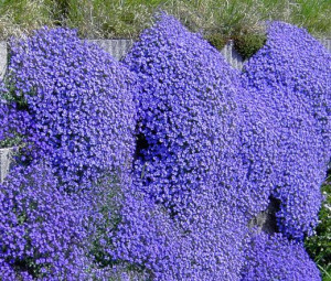 Żagwin ogrodowy CASCADE BLUE bylina nasiona