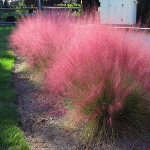 Trawa ozdobna MUHLENBERGIA CAPILLARIS nasiona