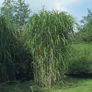 Trawa ozd. Miskant chiński EARLY HYBRIDIS nasiona