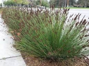 Trawa ozdobna CHONDROPETALUM TECTORUM nasiona