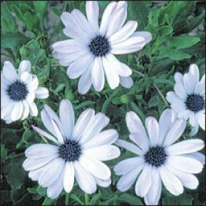 OSTEOSPERMUM Stokrotka afrykańska biała nasiona