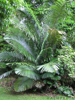 Palma WESTERHOUT'S SUGAR Arenga westerhout nasiona