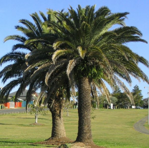 Palma JUCARA PALM Euterpe edulis nasiona