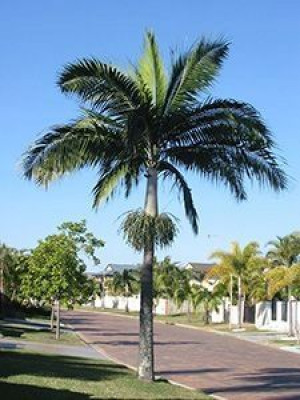 Palma HURRICANE PALM Dictyosperma album nasiona