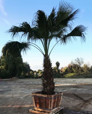 Palma GUADALUPE PALM Brahea edulis nasiona