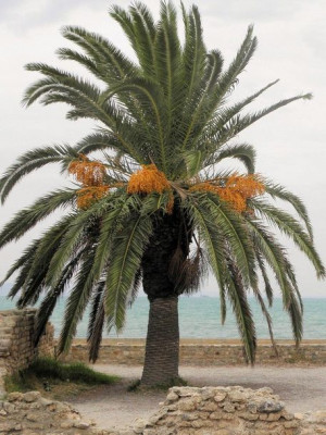 Palma DATE PALM Phoenix dactylifera nasiona