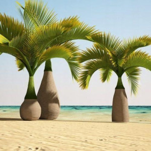 Palma BOTTLE PALM Hyophorbe lagenicaulis nasiona