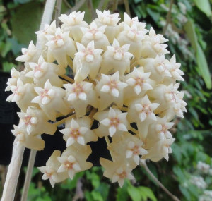 HOJA LATIFOLIA pachnąca porcelanowy kwiat nasiona