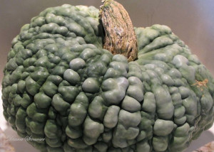 Dynia MARINA di CHIOGGIA b.atrakcyjna nasiona