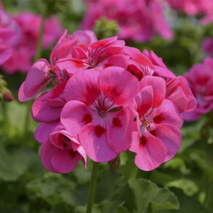 Pelargonia rabatowa COLORAMA różowa nasiona