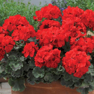 Pelargonia rabatowa COLORAMA szkarłatna nasiona