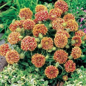 Gailardia nadobna SUDANCE BICOLOR nasiona