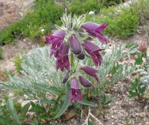PENSTEMON CZARNY b.długo kwitnąca bylina nasiona