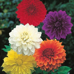 Dalia olbrzymia DECORATIVE GIANTS MIX nasiona