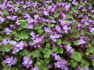 CYMBALARIA MURALIS roślina okrywowa nasiona