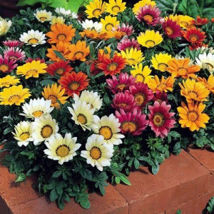 Gazania błyszcząca SUNSHINE Hybrids MIXED nasiona