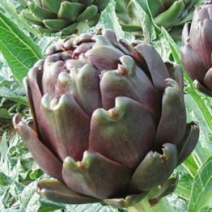 Karczoch ARTICHOKE VIOLET super smaczny nasiona
