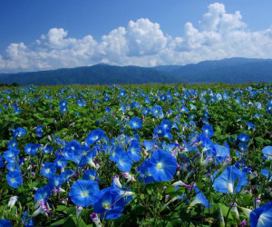 Wilec trójbarwny HEAVENLY BLUE niebieskie pnącze