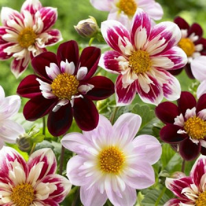 Dalia karłowa DWARF COLLARETTE DANDY MIX nasiona