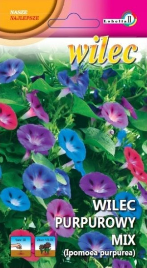 WILEC PURPUROWY duże kwiaty pnącze