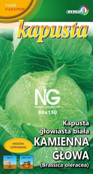 Kapusta KAMIENNA GŁOWA póżna nasiona