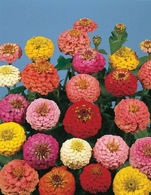 Cynia daliowa MIX nasiona