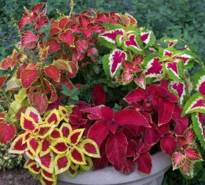 Koleus Pokrzywka RAINBOW MIXTURE MIX nasiona