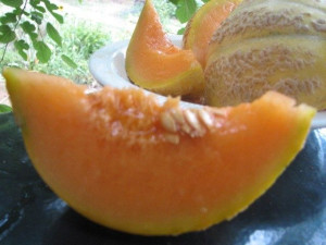 MELON EMIR odporny na mączniaka nasiona