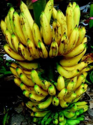 Banan MONKEY FINGERS szybko rosnący nasiona