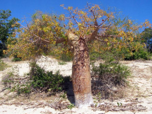 BAOBAB FONY jedno z najstarszych drzew nasiona
