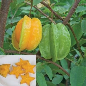 KARAMBOLA jadalne owoce GWIAZDKI zdrowotny nasiona