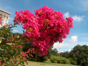 LAGERSTROEMIA INDICA przepiękne różowe wiechy kwi