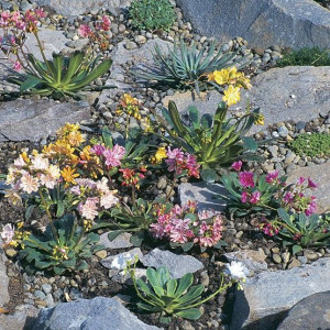 Lewisia Hybrid MIX bylina rozetowa nasiona