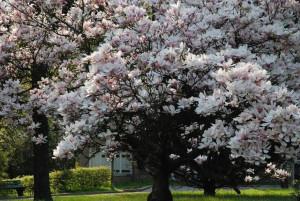 MAGNOLIA WIELKOKWIATOWA gigantyczne kwiaty
