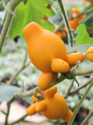 NIPPLEFRUIT oryginalny Owoc striptizerów nasiona