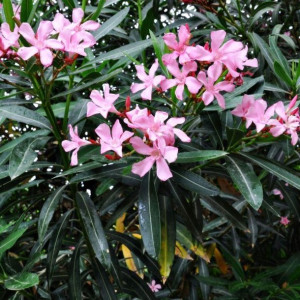 OLEANDER roślina doniczkowa bylina nasiona