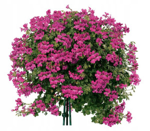 PELARGONIA ZWISAJĄCA fioletowa nasiona