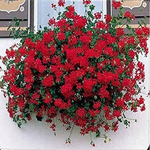 PELARGONIA ZWISAJĄCA karminowa nasiona