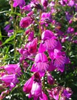 Penstemon SUNBURST COLOURS bylina kępiasta nasiona
