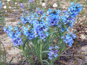 PENSTEMON wąskolistny bylina wabi motyle nasiona