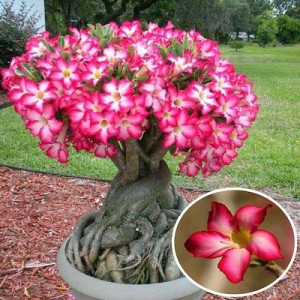 RÓŻA PUSTYNI MINI BAOBAB sukulent nasiona