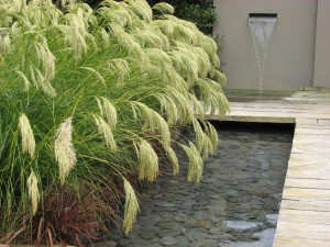 Trawa ozdobna CHIONOCHLOA flavicans nasiona