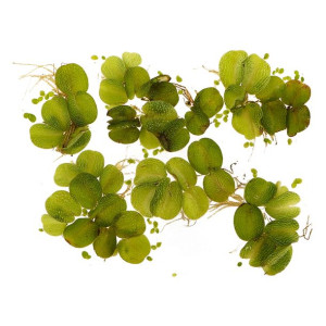 Eco Plant - Salvina Natans - Roślina Pływająca Mały Kubek