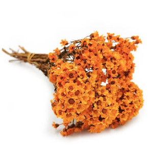 Oxodia pomarańczowa - bukiet