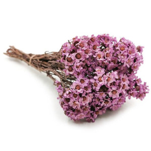 Oxodia fioletowa - bukiet
