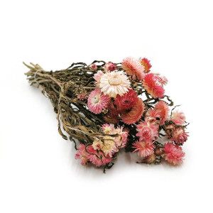 Kocanka Różowa (Helichrysum)