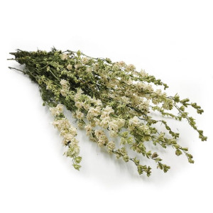 Ostróżka Biała (Delphinium) - bukiet
