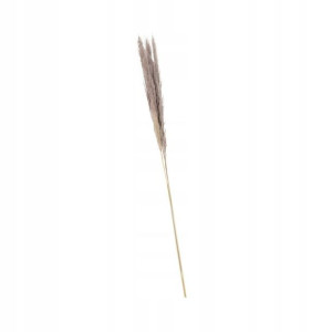 Trawa pampasowa źdźbło140-160cm