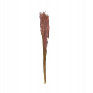 Trawa Plume 80-90cm różowa